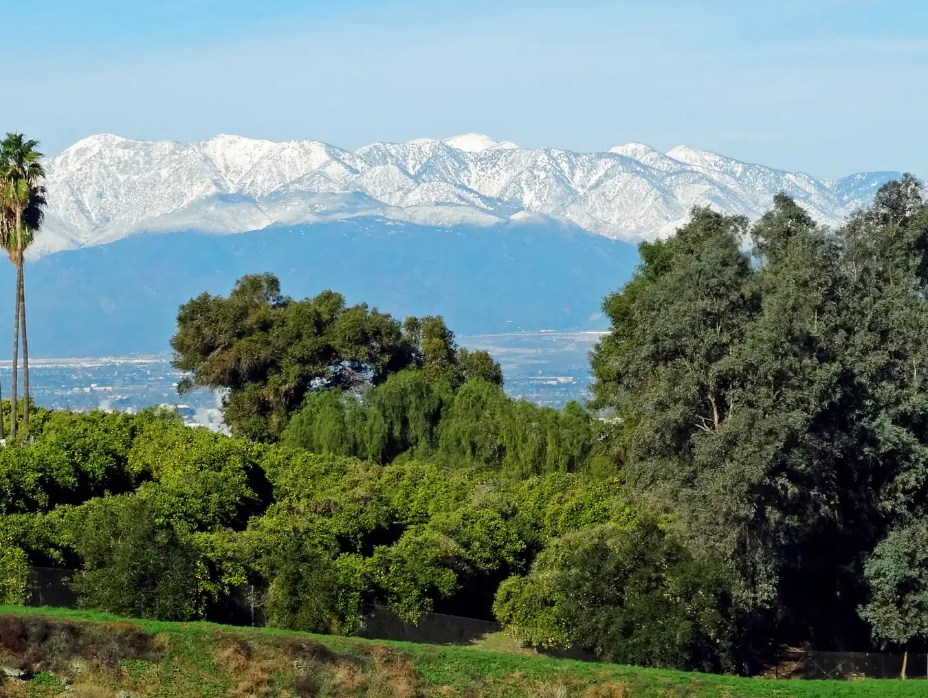 Snow on the San Gabriel Mountains above an orange grove in the Inland Empire