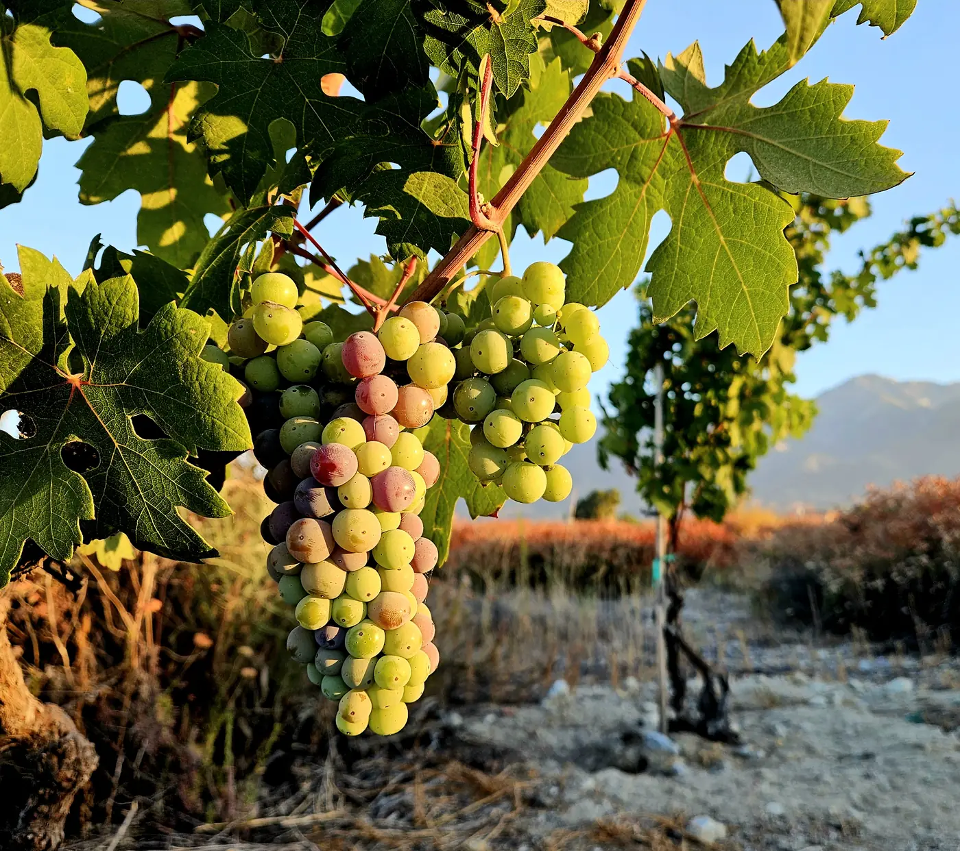 Zinfandel grapes on old vines at Central Park Vineyard in Rancho Cucamonga